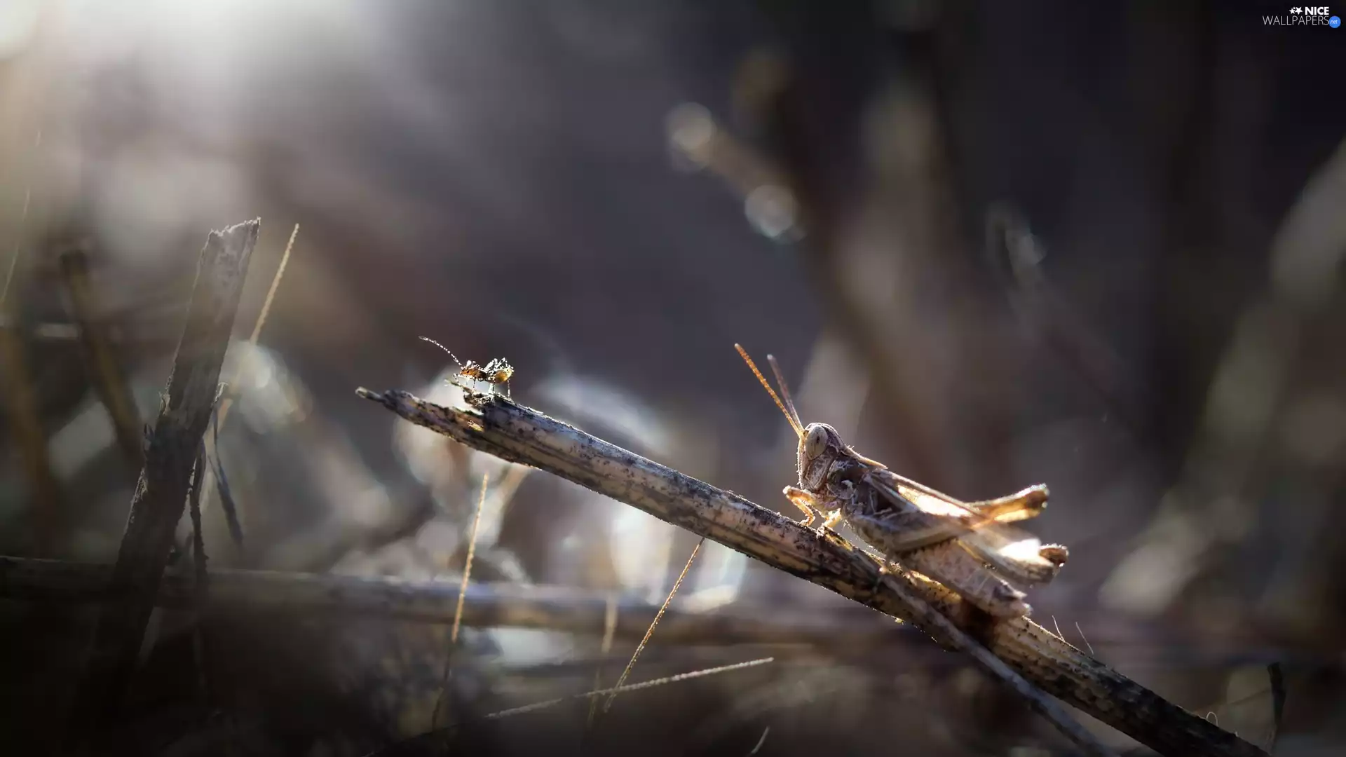 Bow-winged Grasshopper, grass, ant, blades