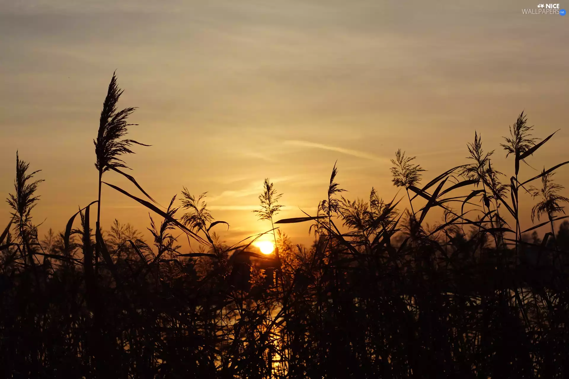 blades, Great Sunsets, grass