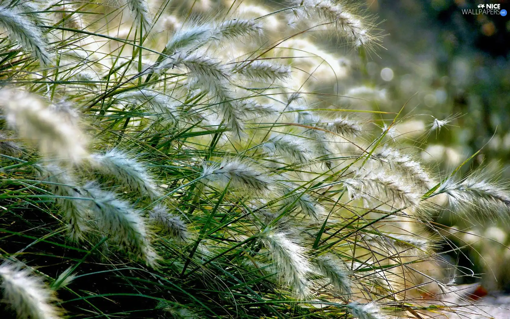 blades, grass