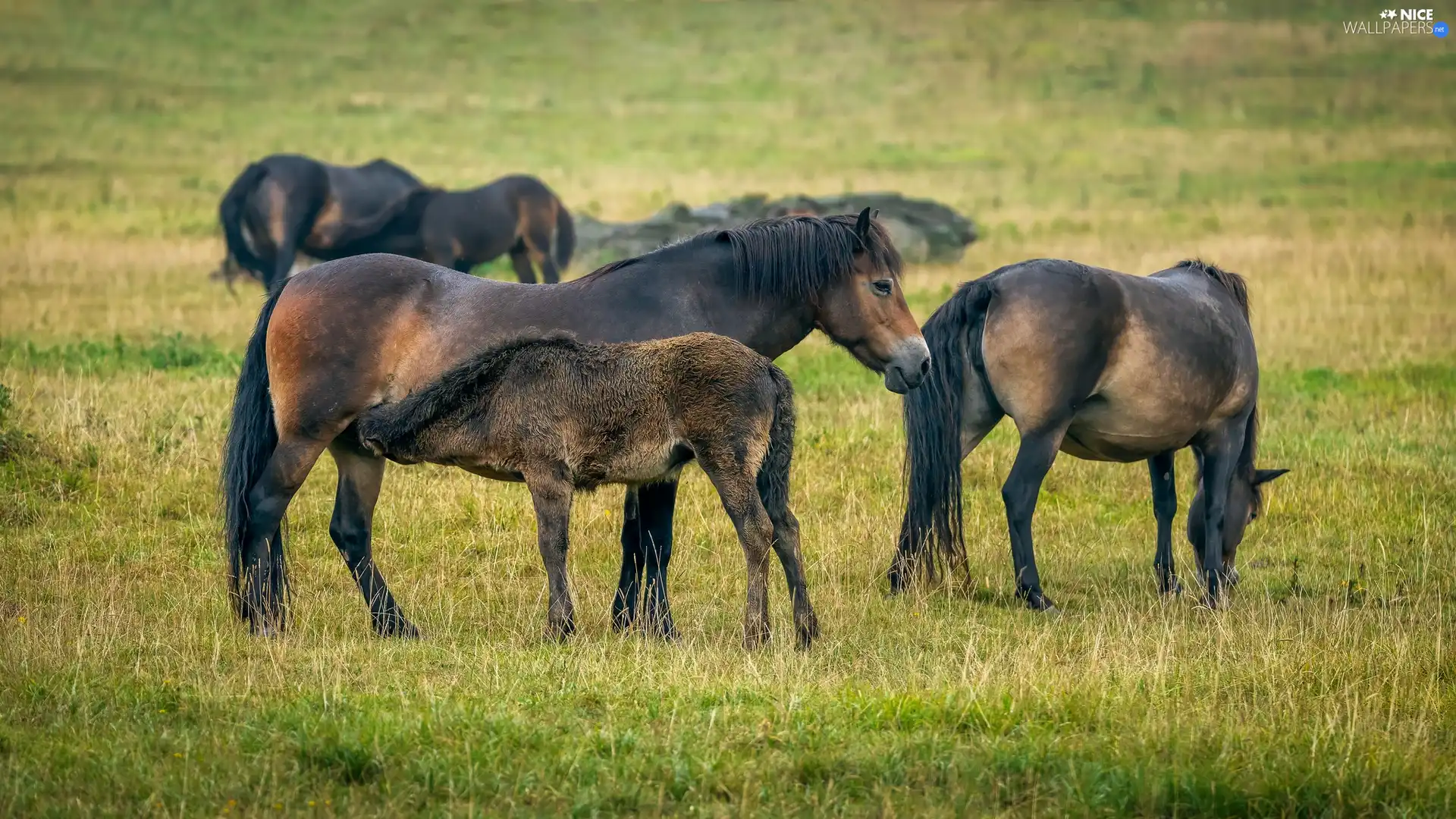 bloodstock, Meadow, pasture, grass