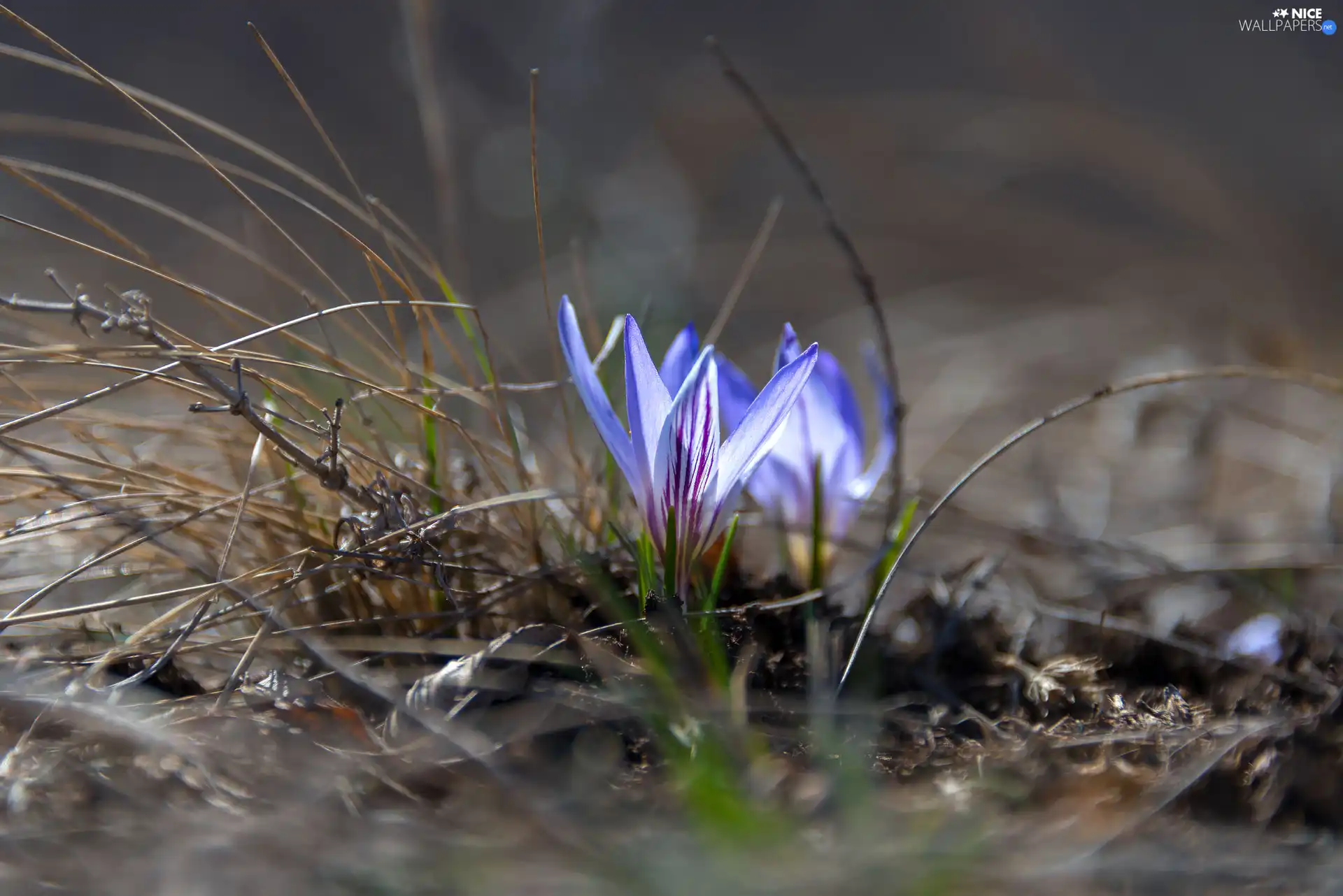 blades, grass, Blue, crocuses, Flowers