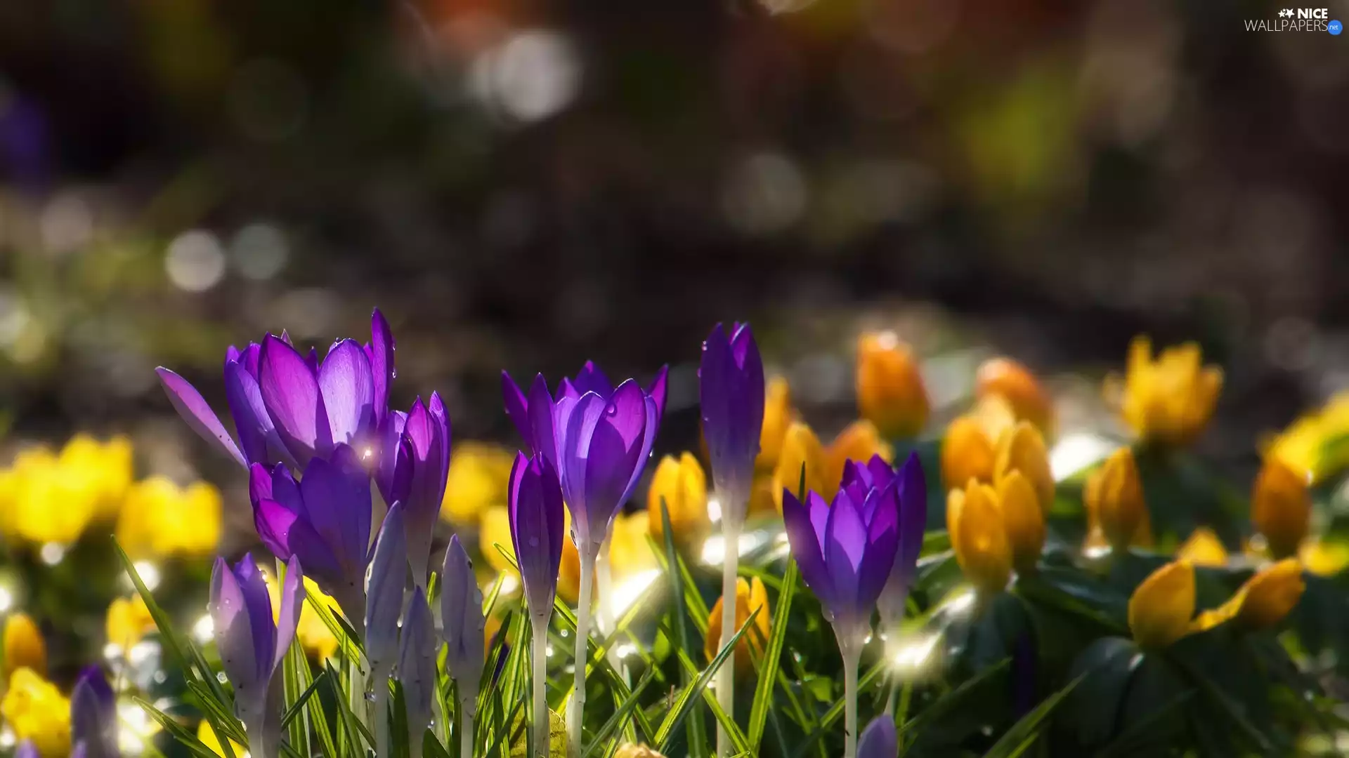 grass, crocuses, blur