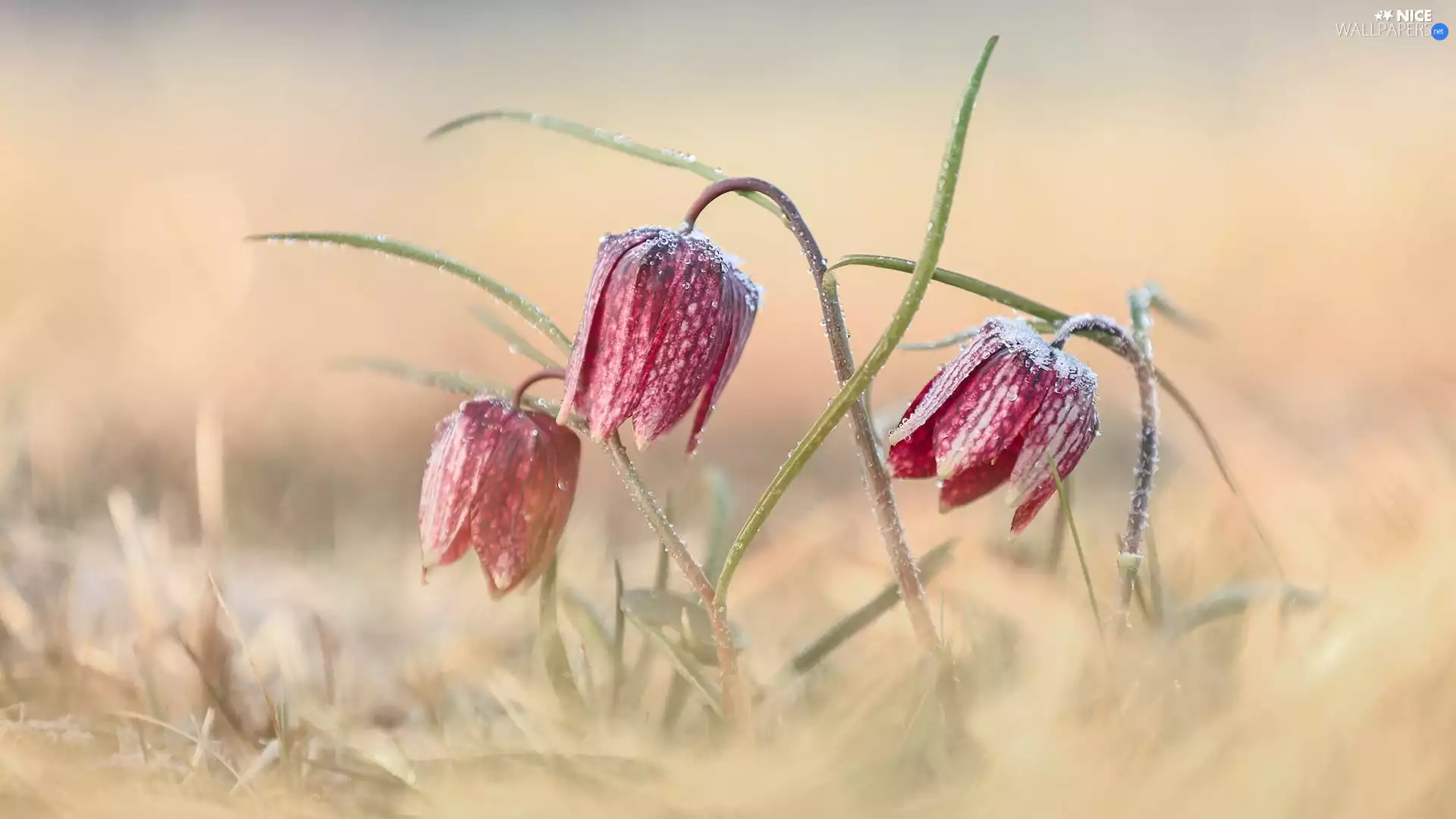 Flowers, grass, blur, Fritillaria meleagris