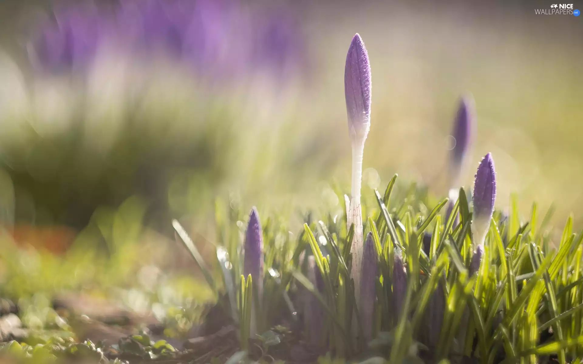 blurry background, crocuses, grass