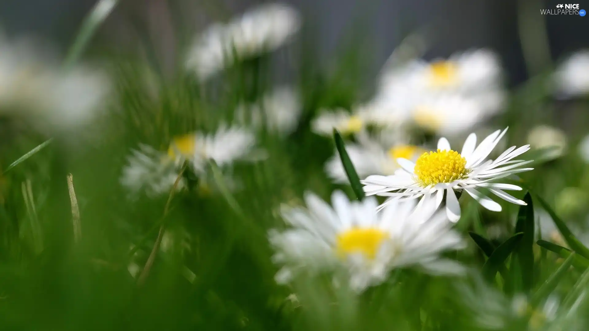 Flowers, grass, blurry background, daisies