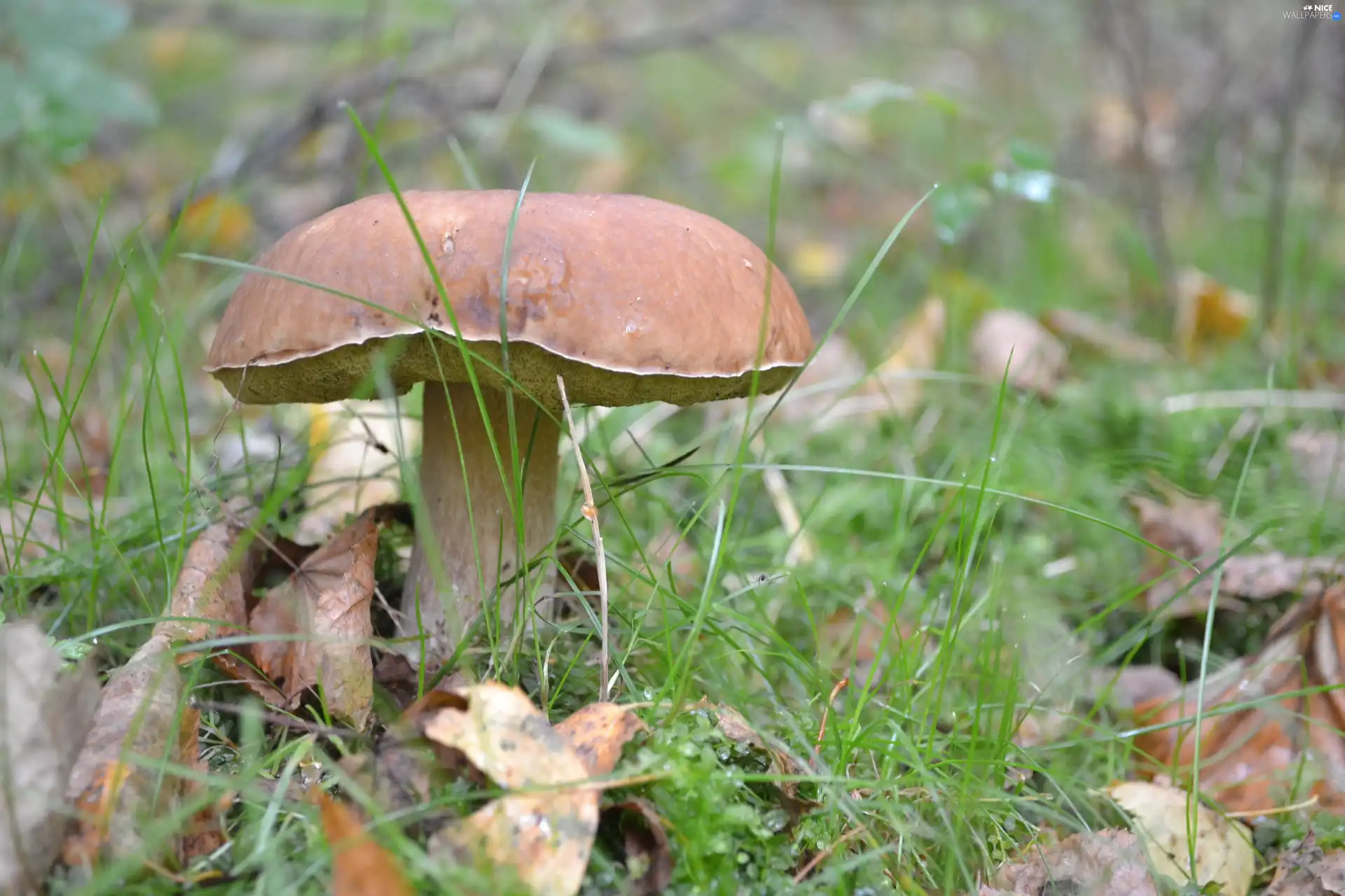 Leaf, Boletus edulis, grass