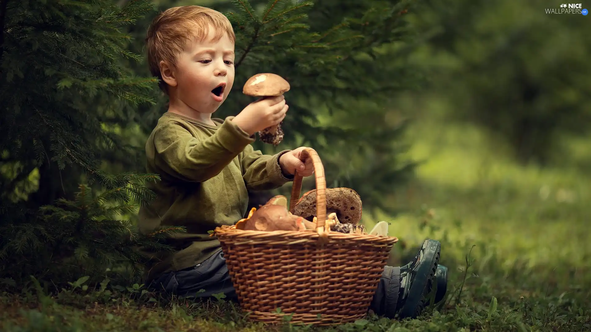 basket, Kid, sapling, grass, mushrooms, boy