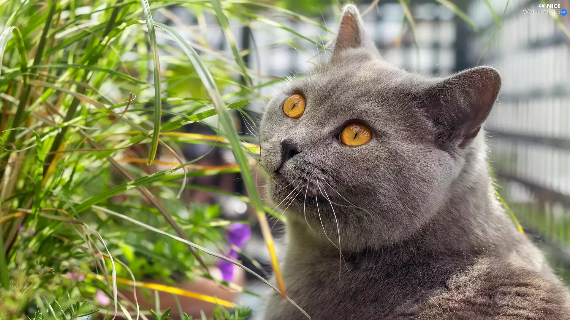 British Shorthair Cat, grass