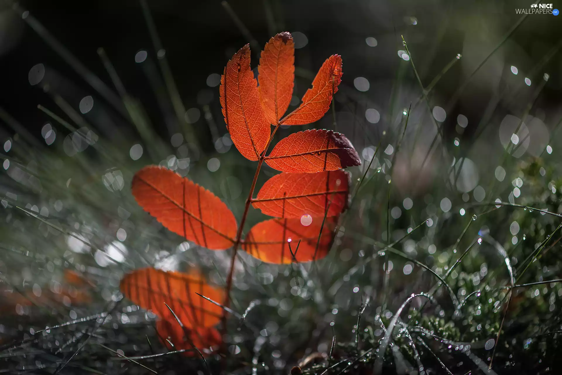 rowan, grass, Brown, Leaf, twig