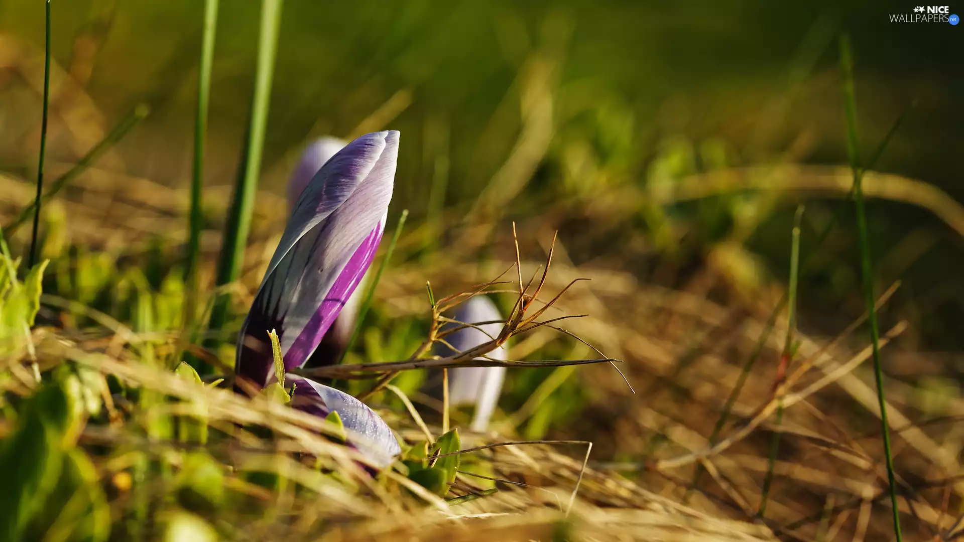 grass, crocus, bud