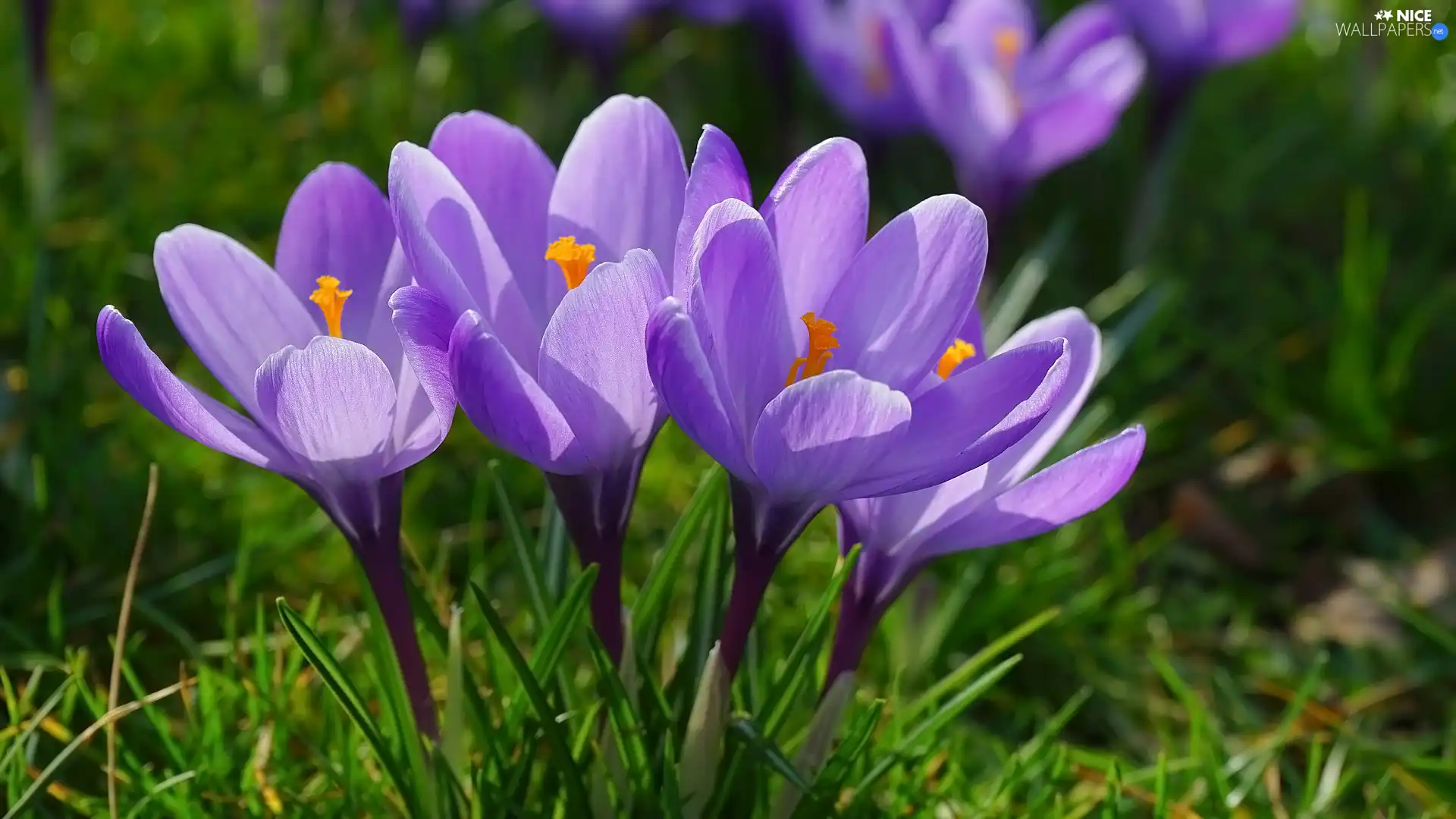 crocuses, grass, cluster, purple, Flowers