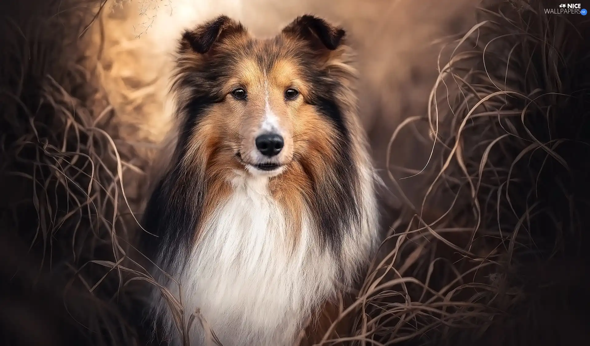 Collie rough, dog, grass