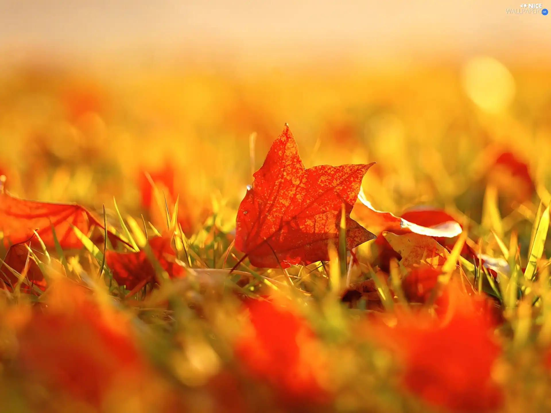 color, autumn, grass, Leaf