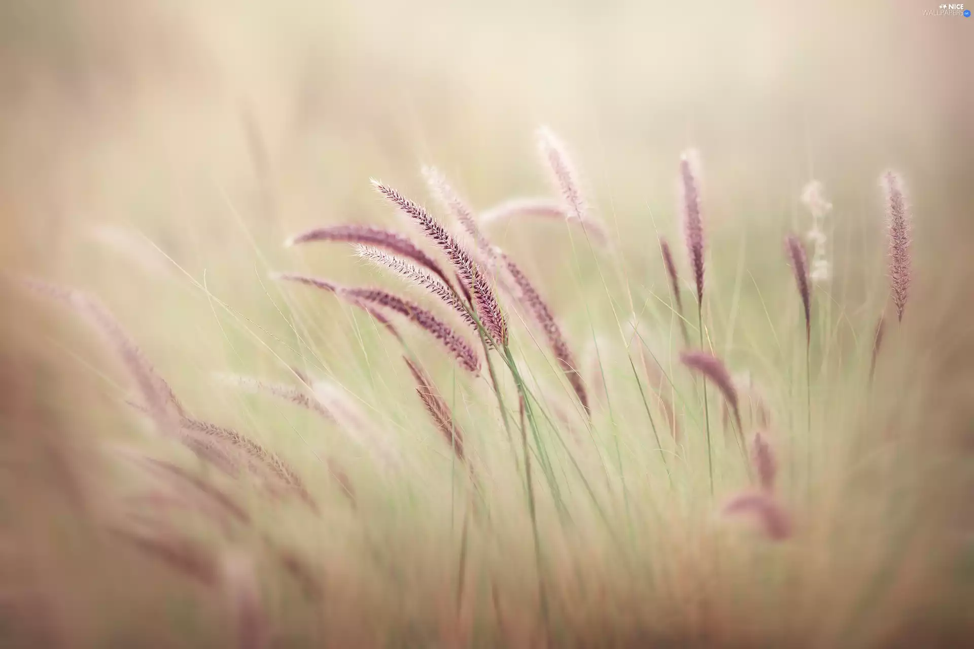 grass, blades, Coloured