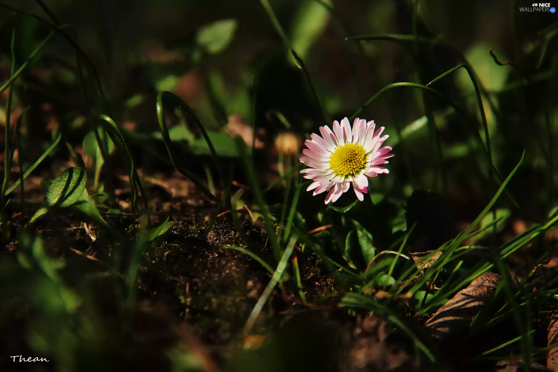 Colourfull Flowers, daisy, grass