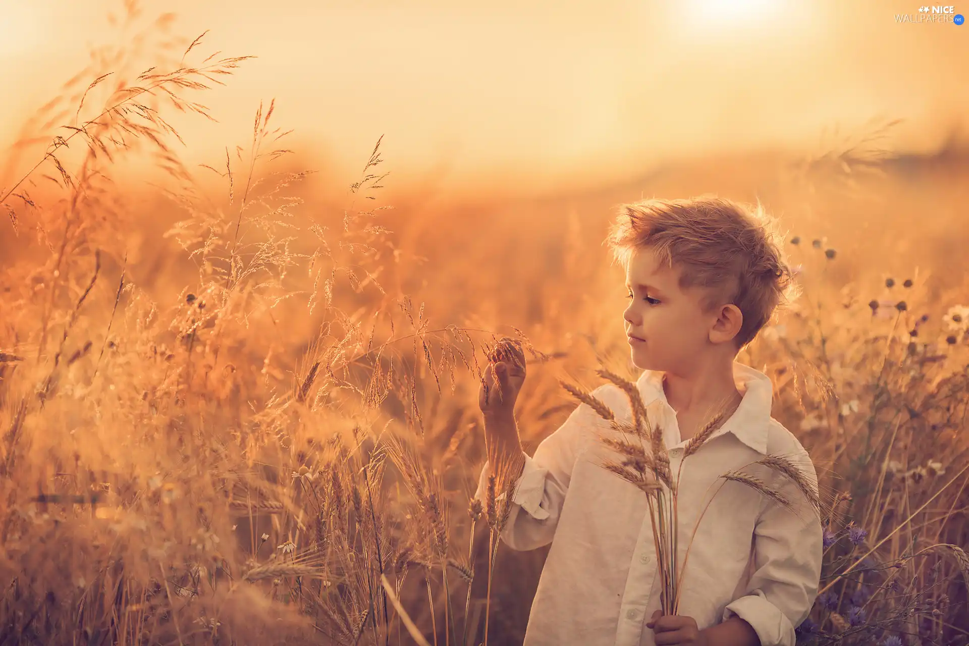 grass, boy, corn