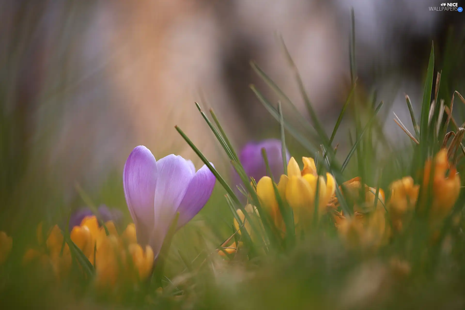 fuzzy, lilac, crocuses, grass, Yellow, crocus