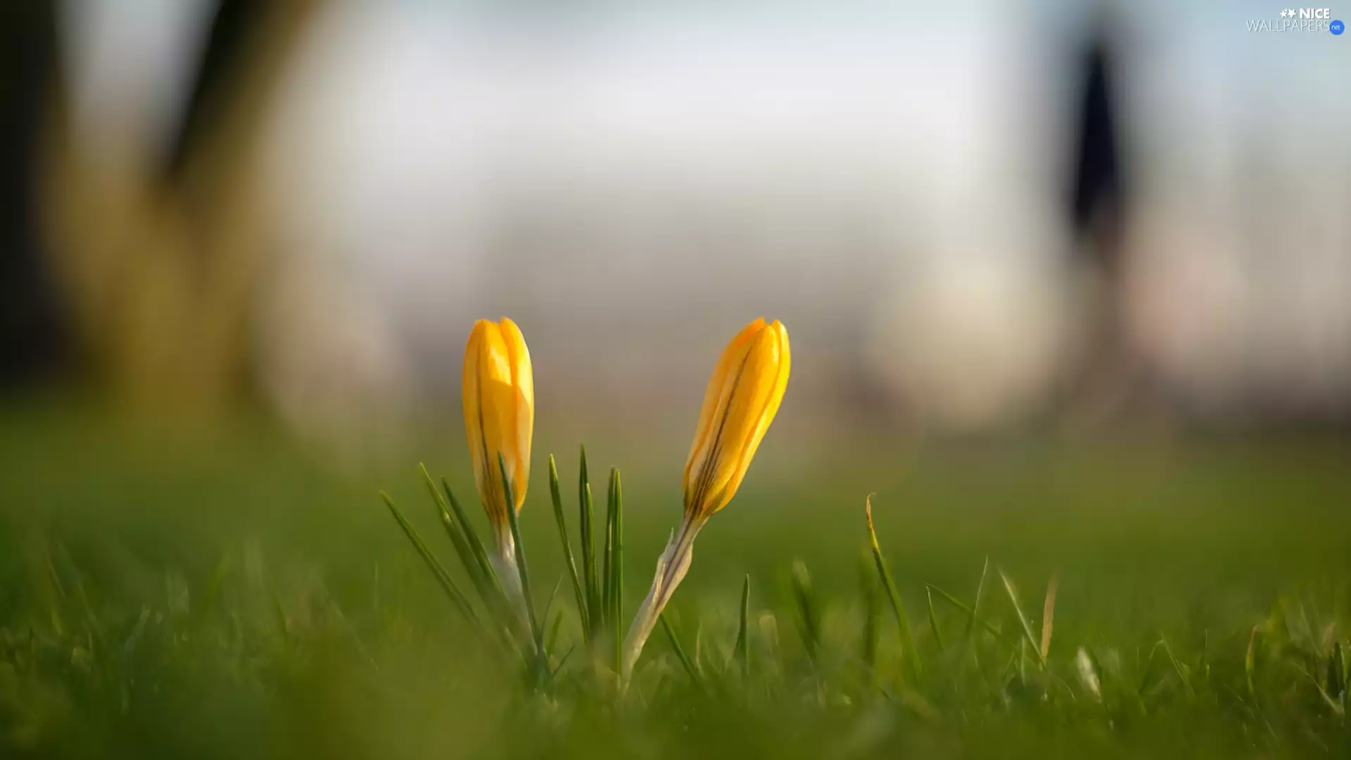 grass, ligh, blurry background, sun, luminosity, crocuses, Yellow, flash