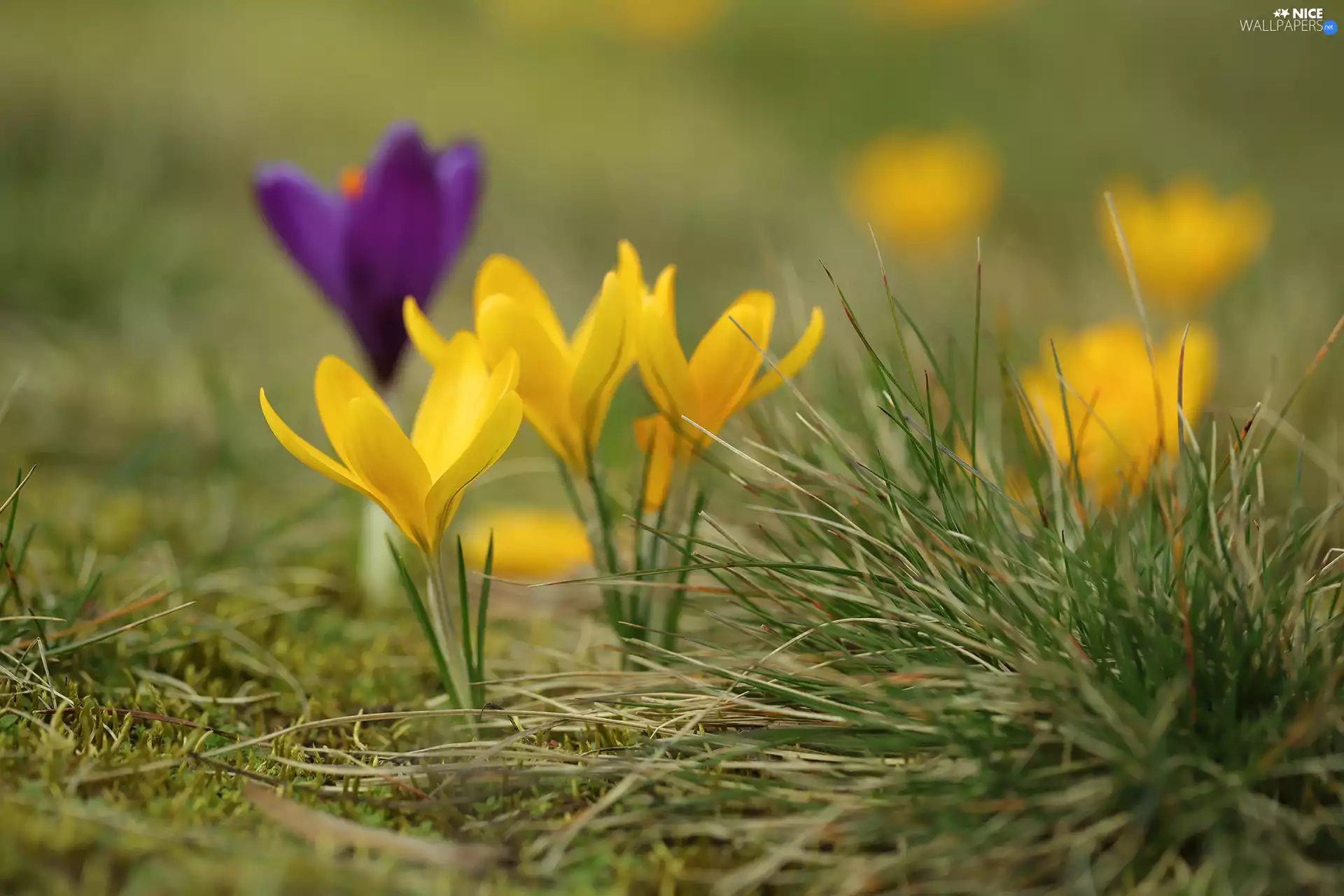 cluster, grass, crocuses, Flowers, Yellow