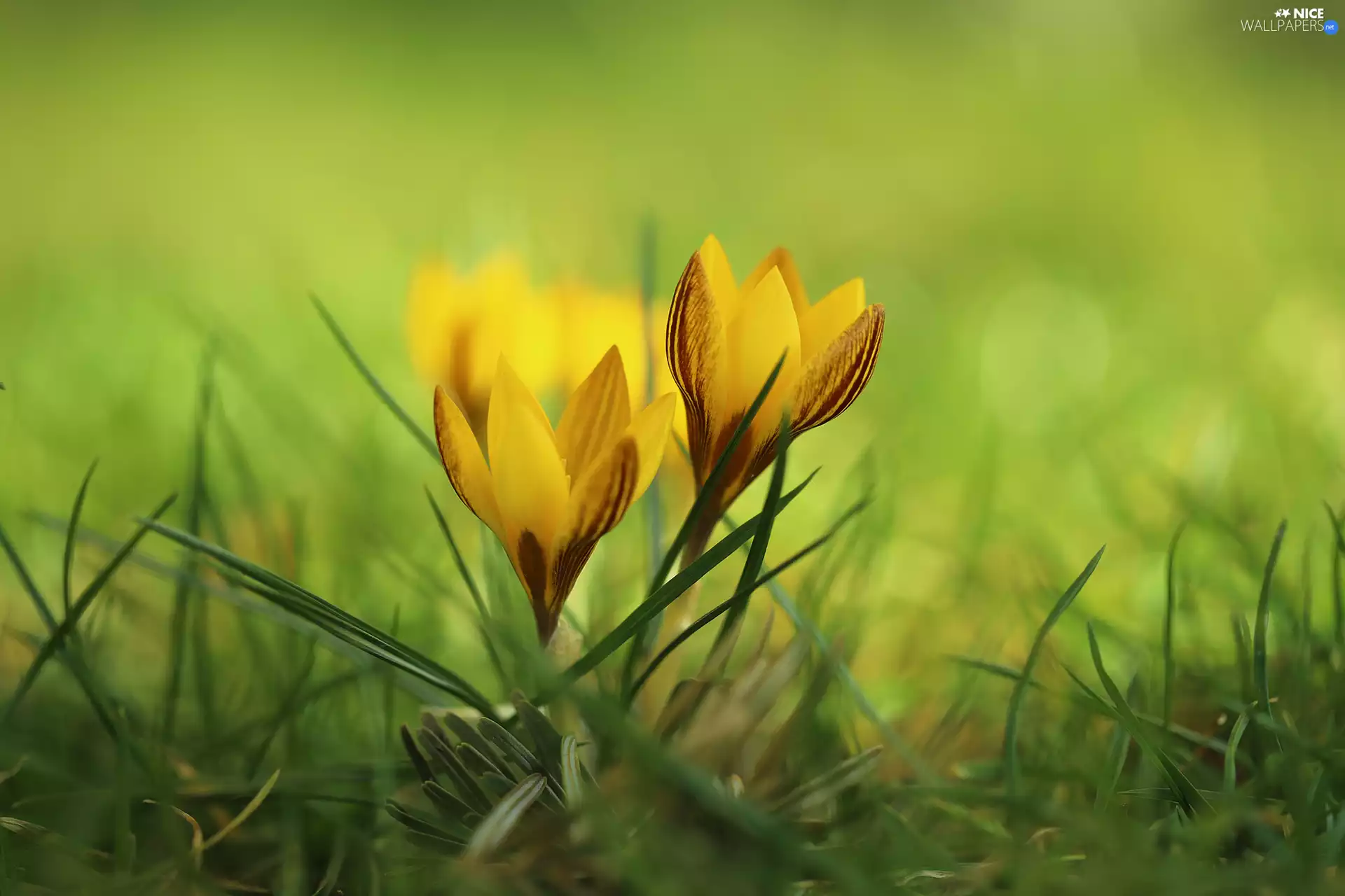Green, grass, crocuses, Flowers, Yellow