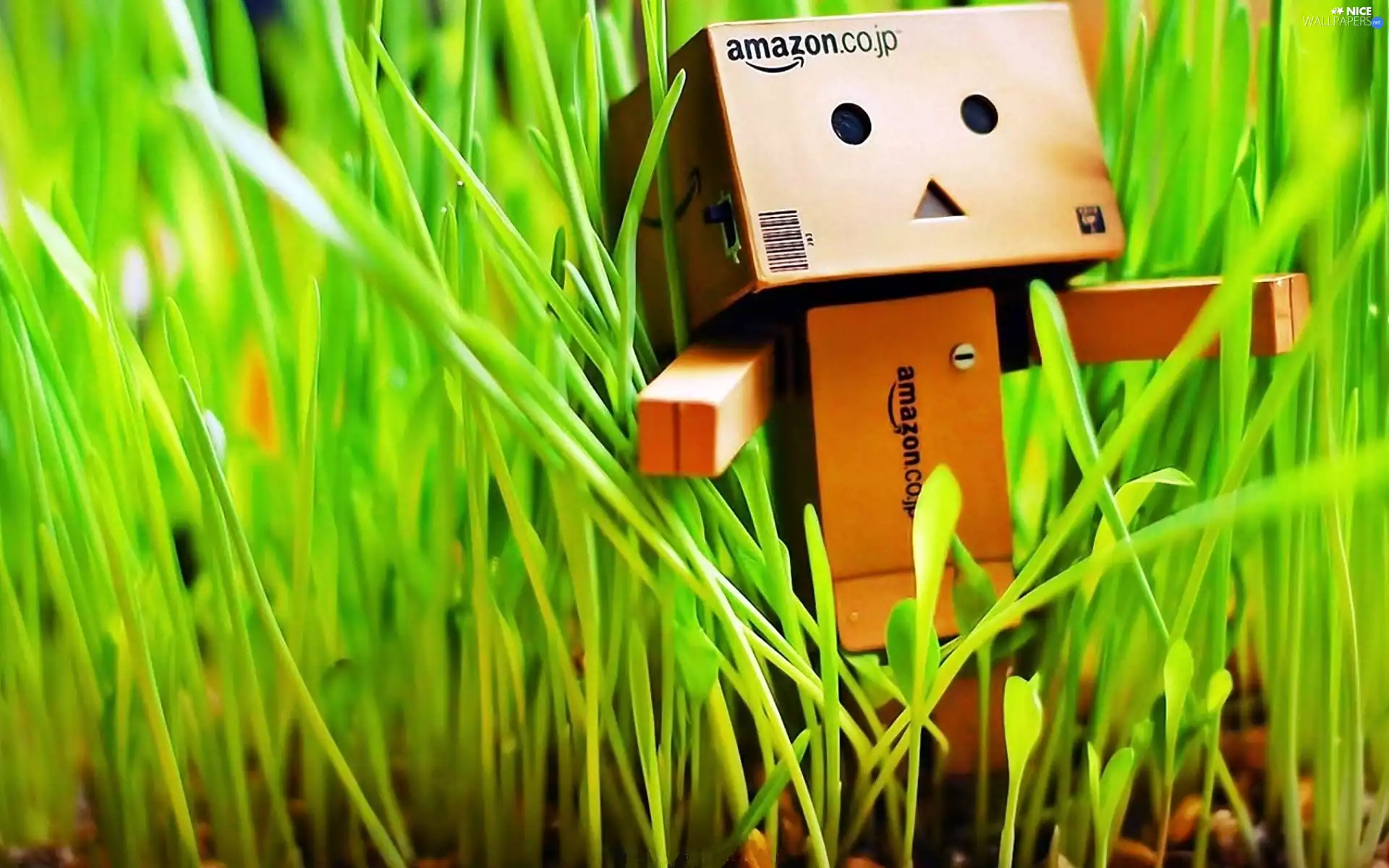Danbo, In The Grass