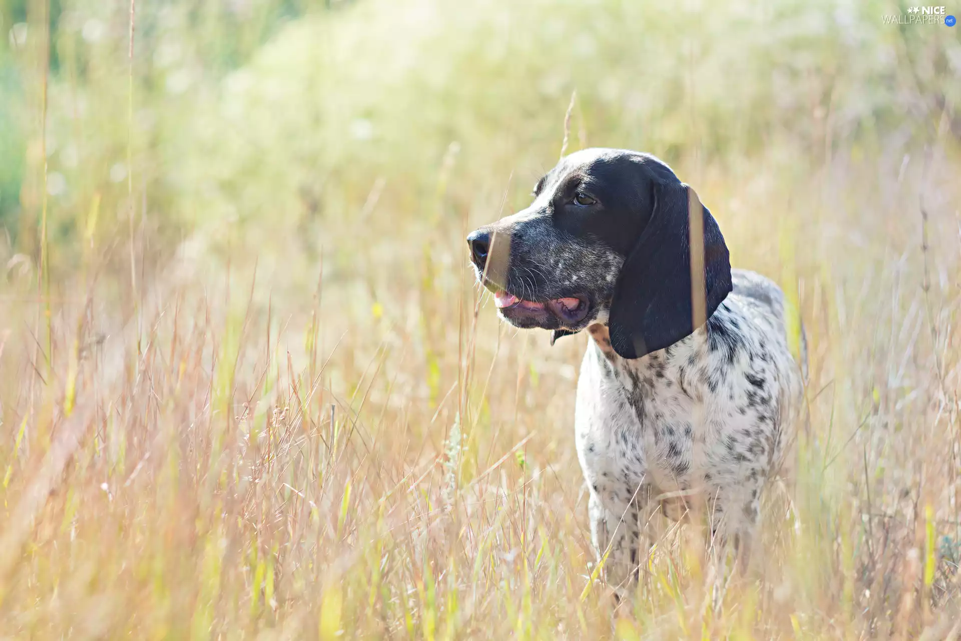 ears, grass, dog, Longs, spotted