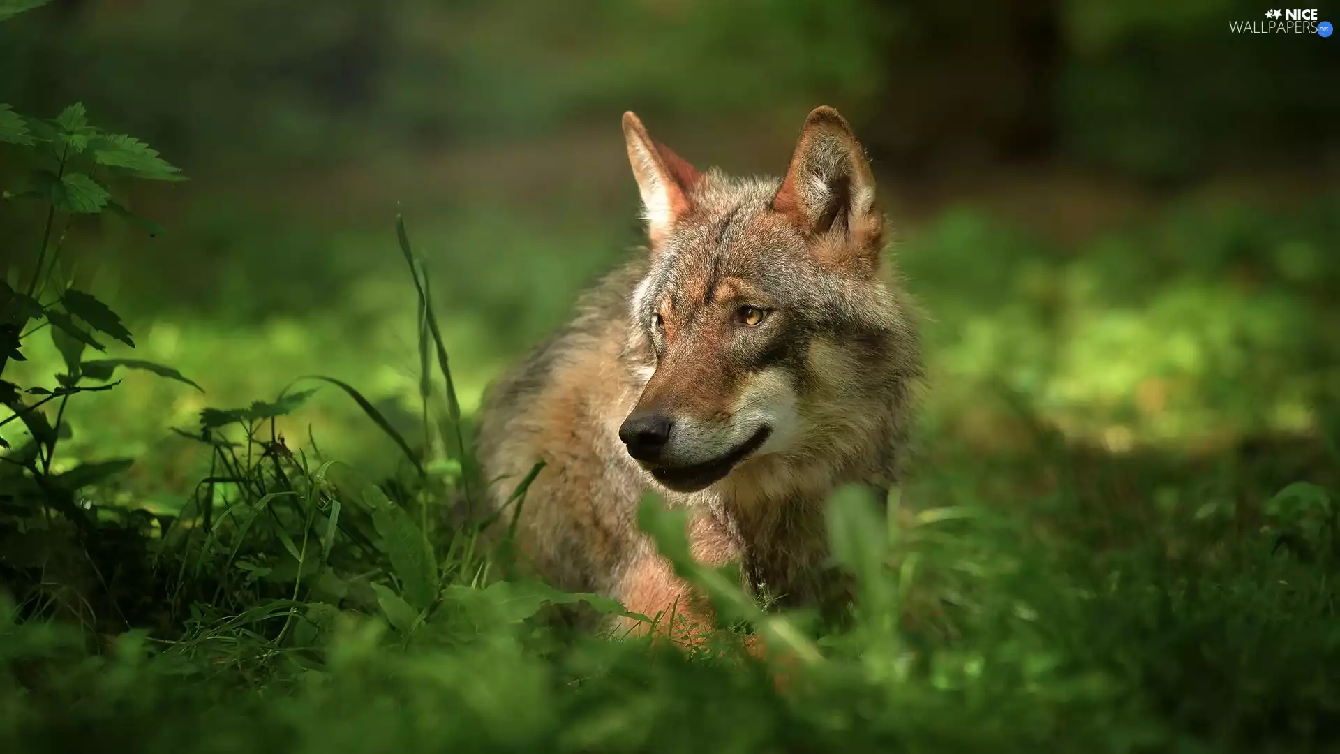 grass, Wolf, Drapieżnik