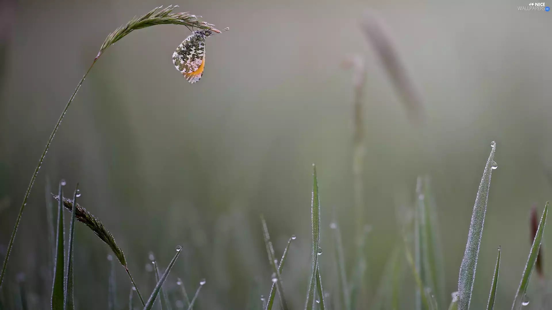 butterfly, grass, drops, Orange Tip