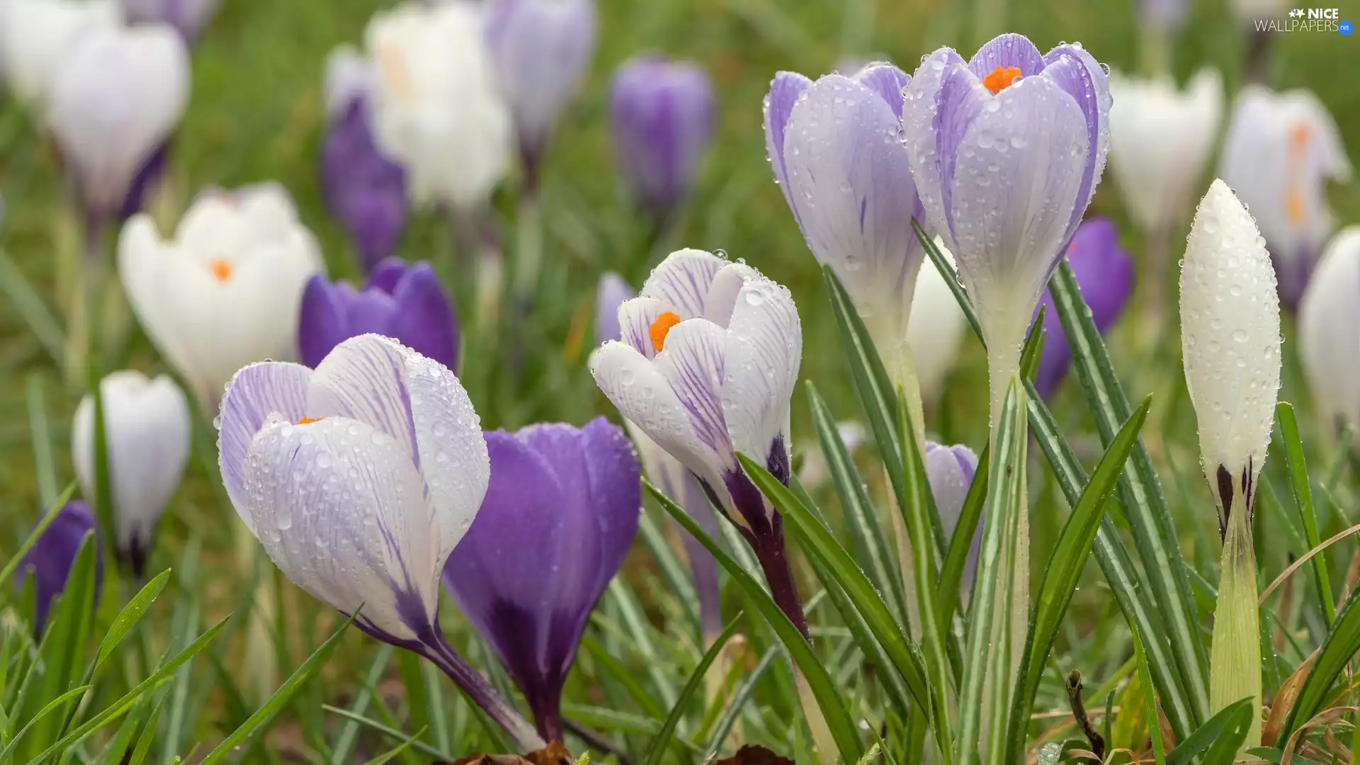 crocuses, White, drops, Light Purple, Flowers, Rain, grass
