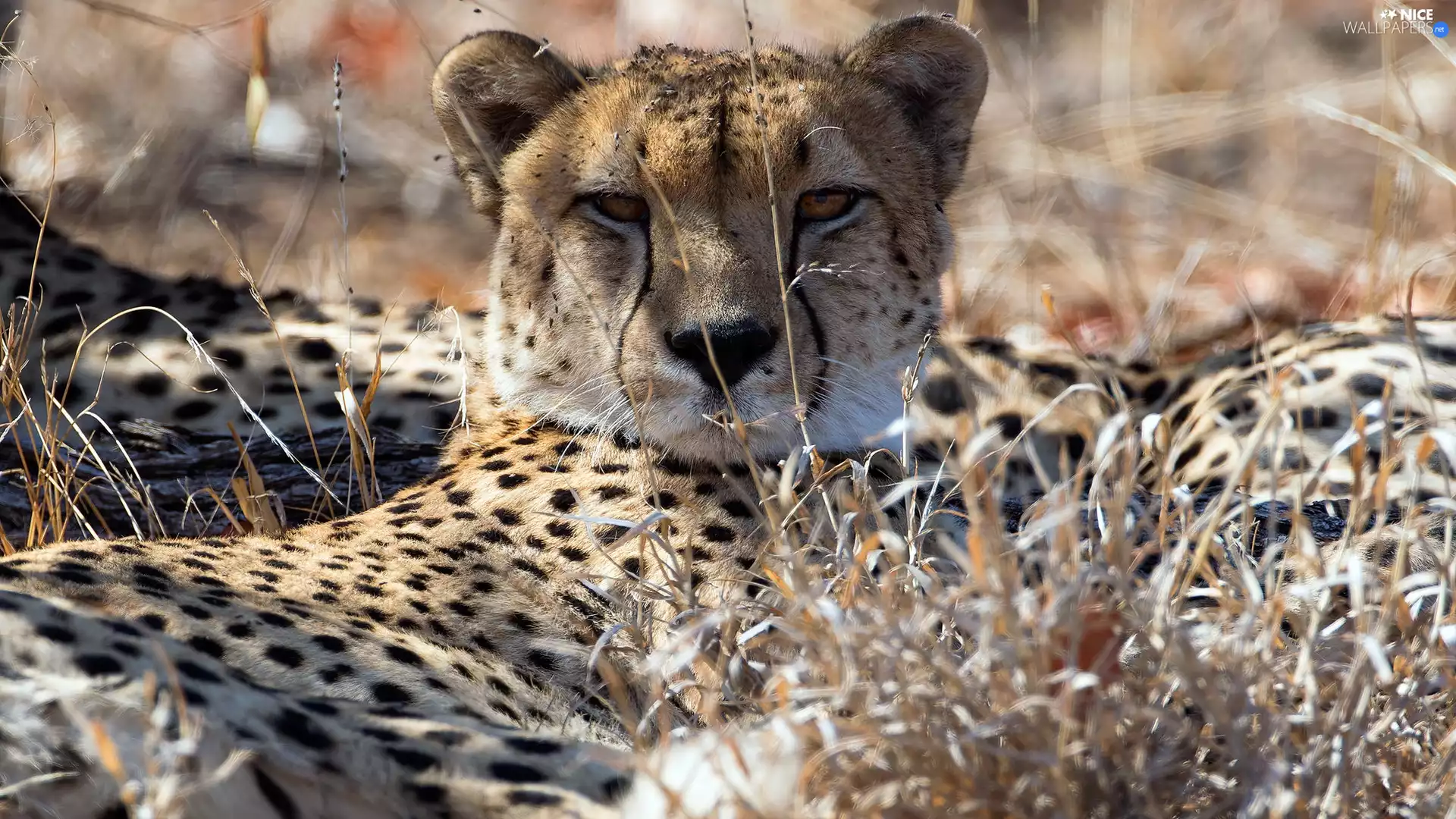 grass, Cheetah, dry