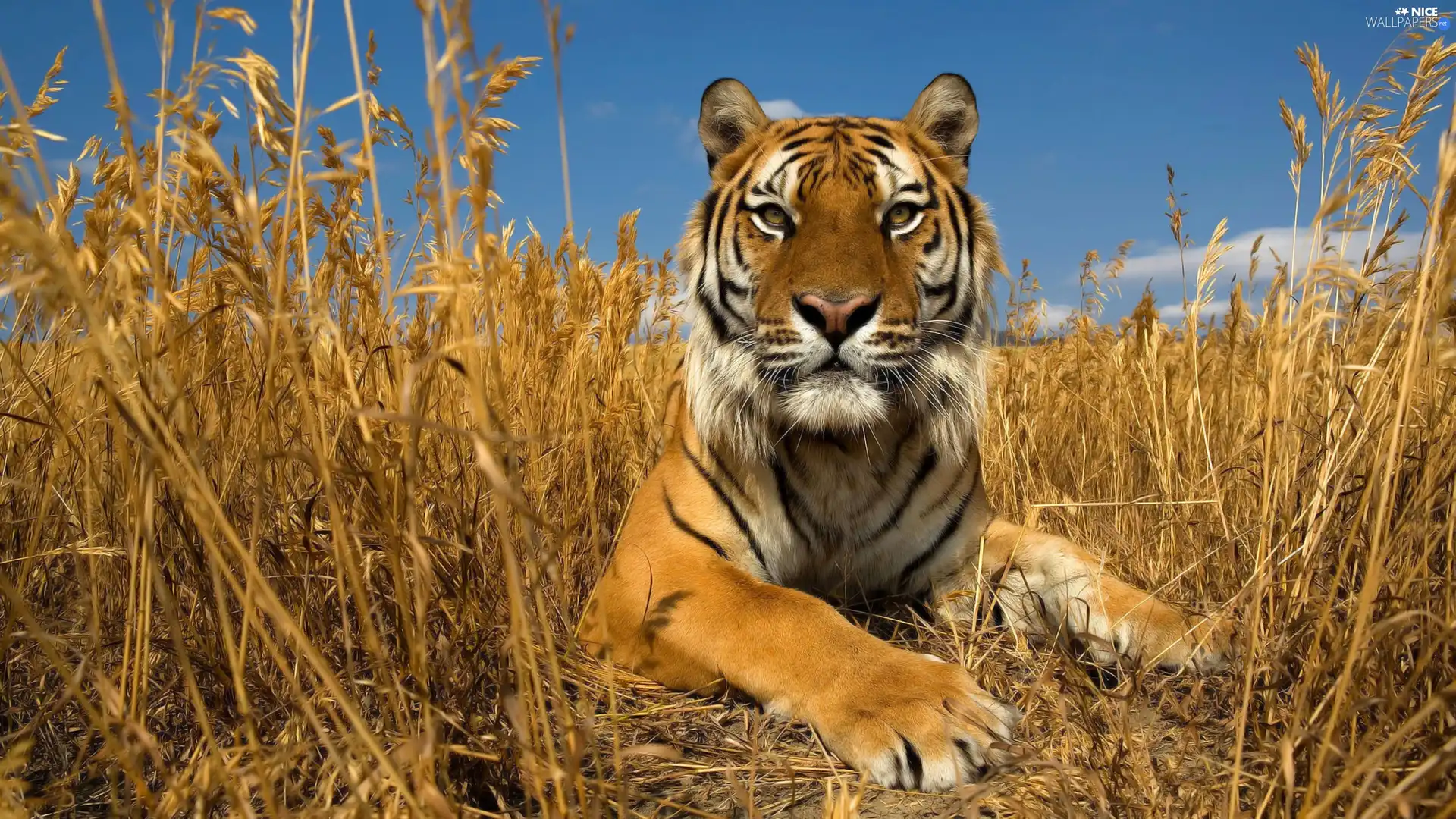 grass, tiger, dry