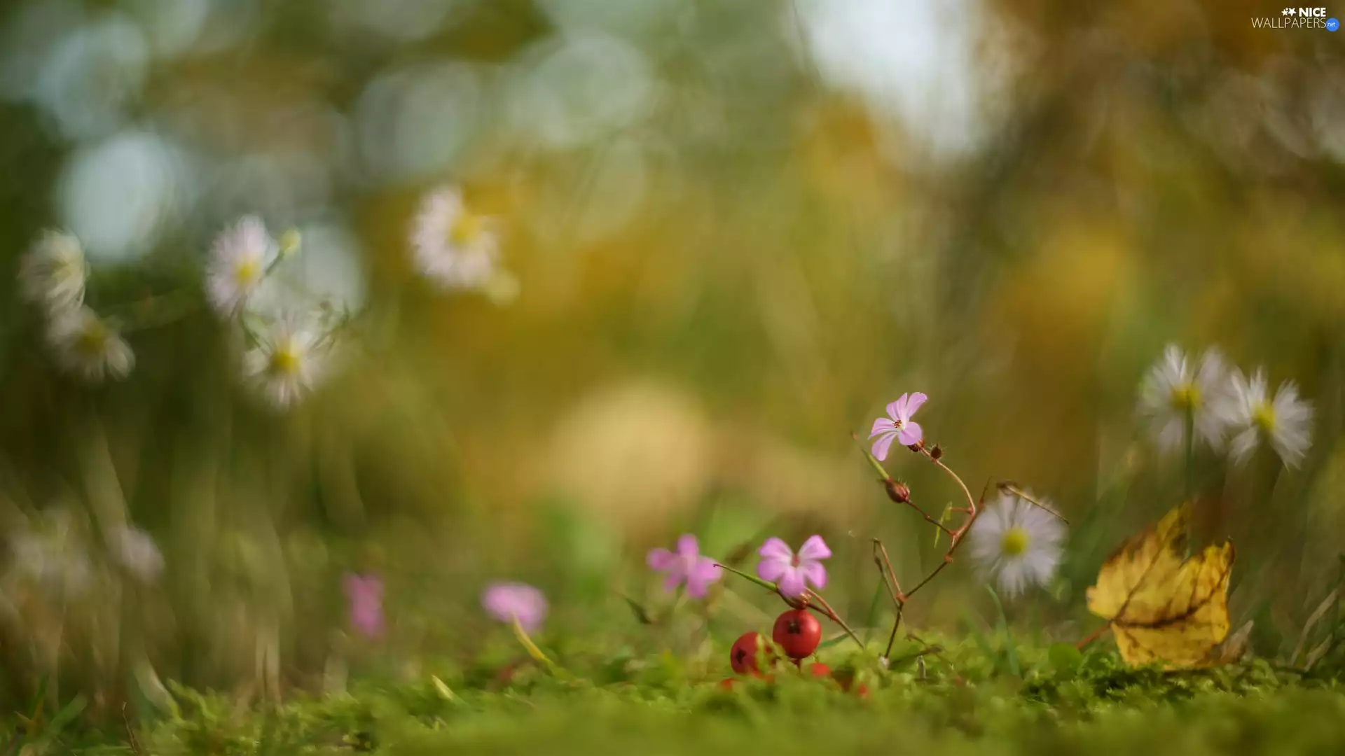 Flowers, Moss, blur, grass