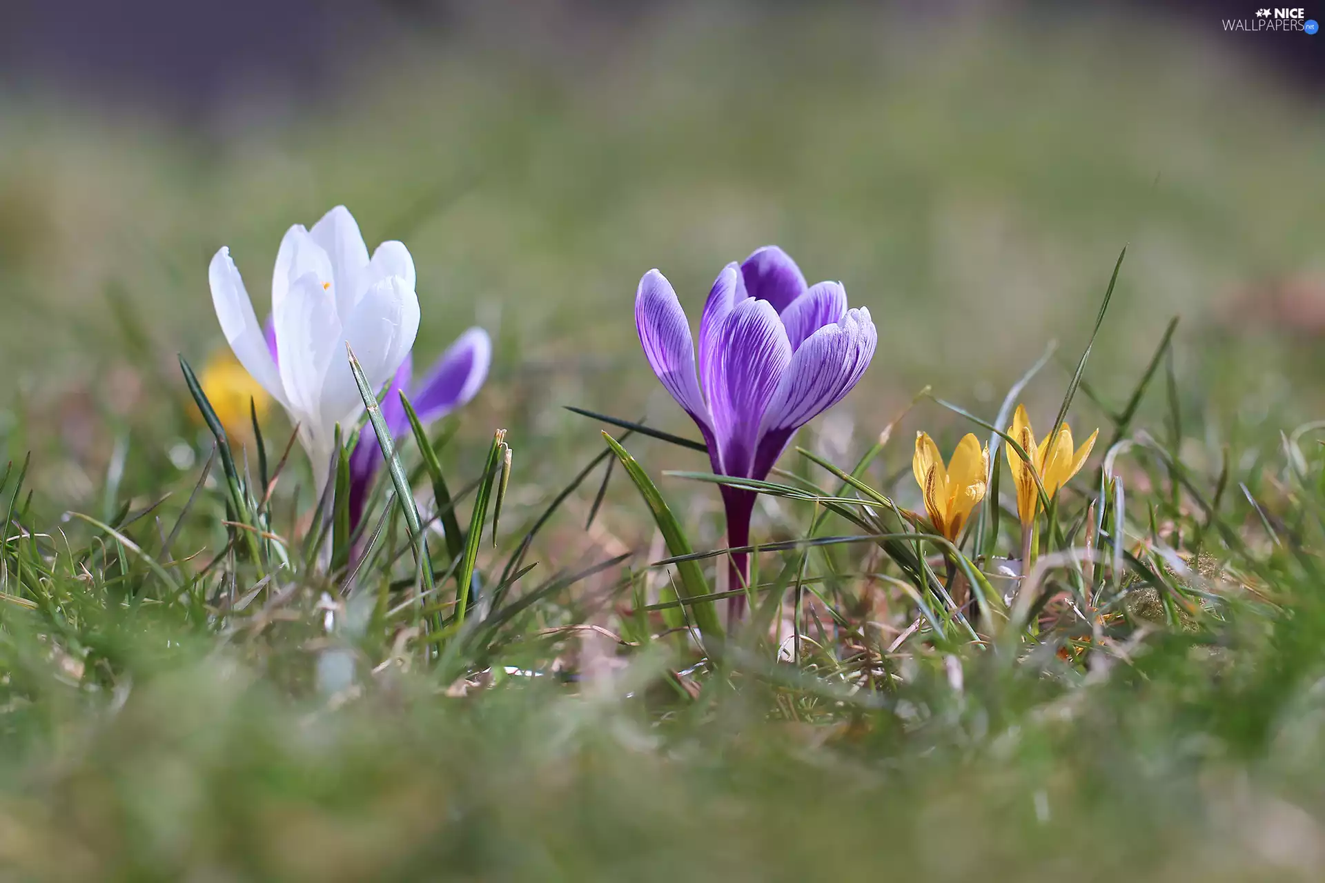 grass, crocuses, Flowers