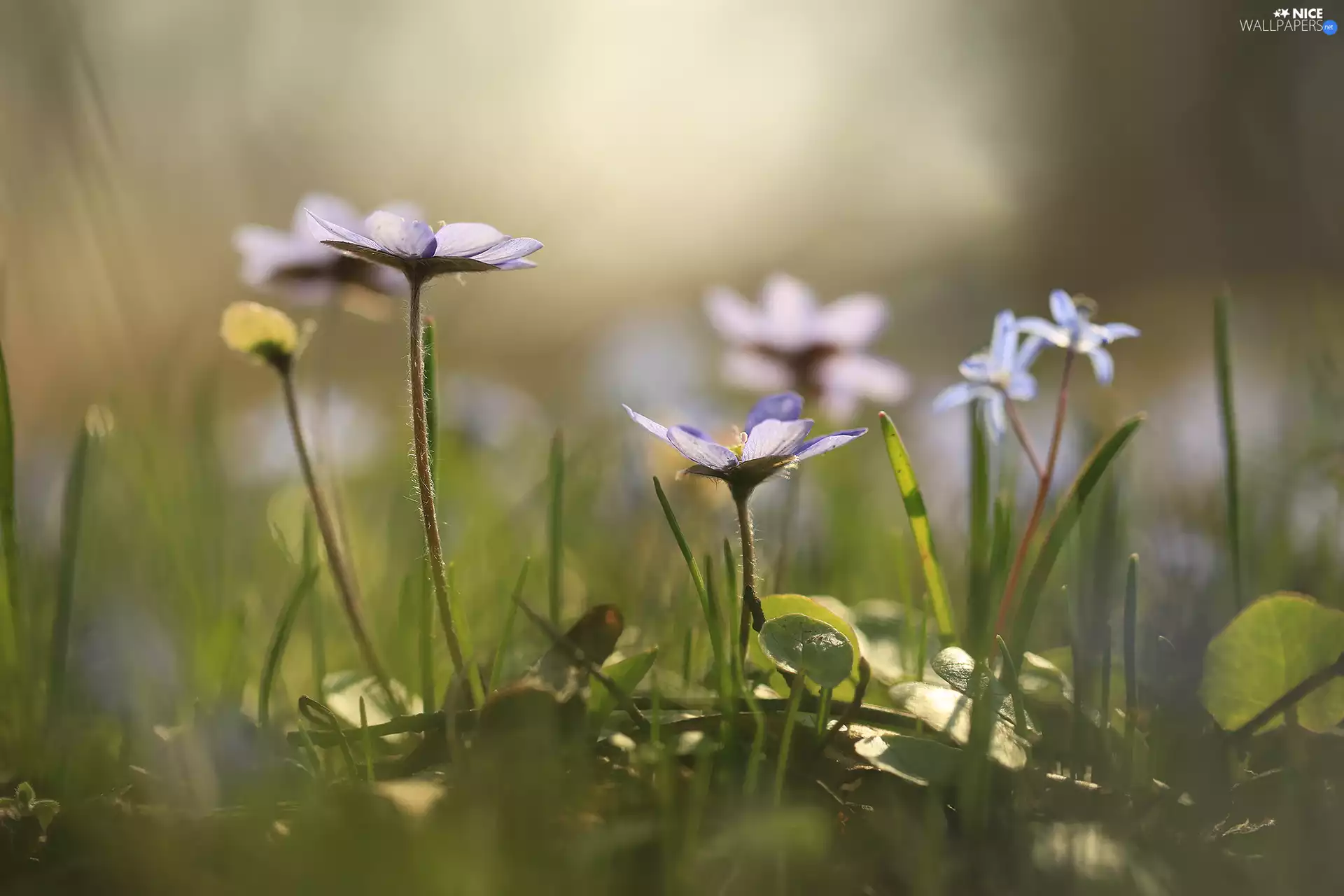 grass, Liverworts, Flowers