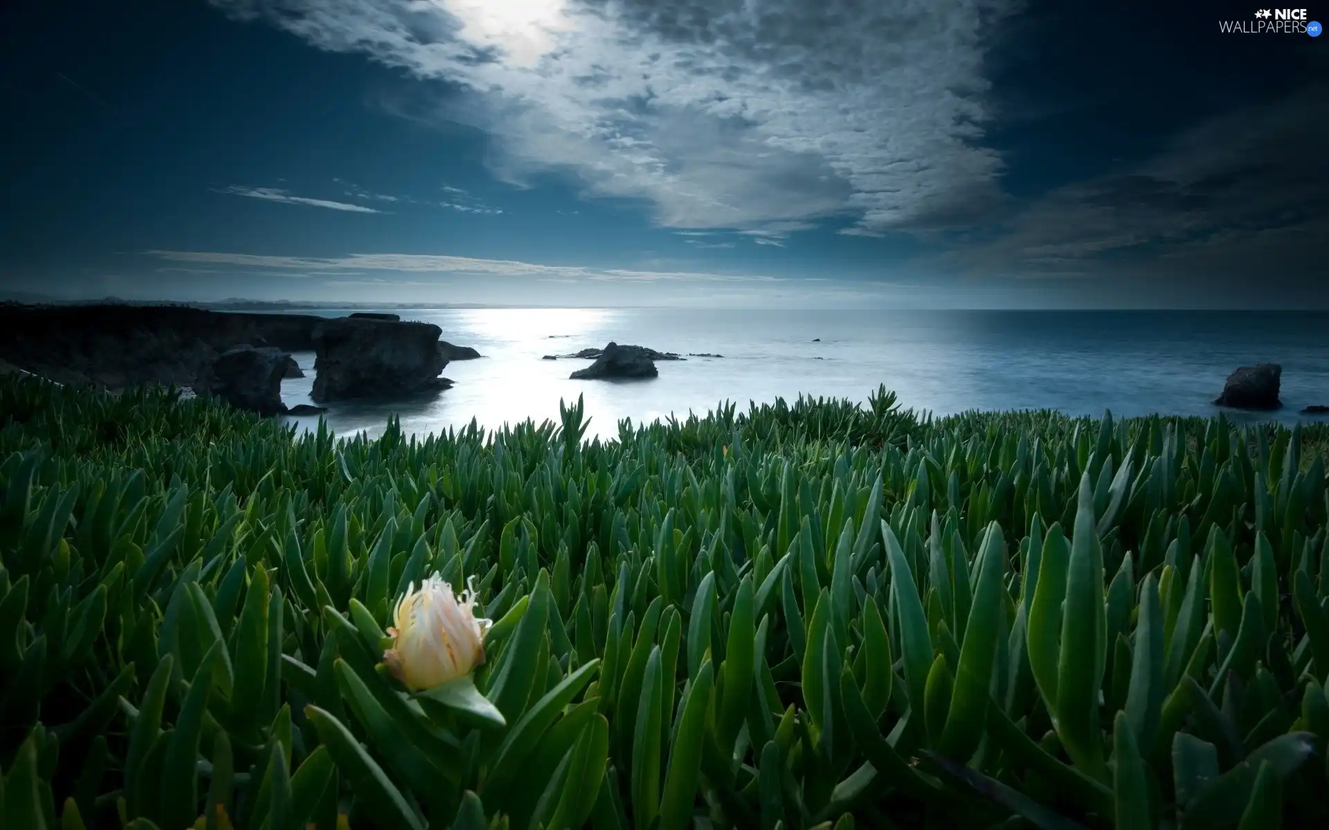 grass, Colourfull Flowers, Sky, Stones, sea