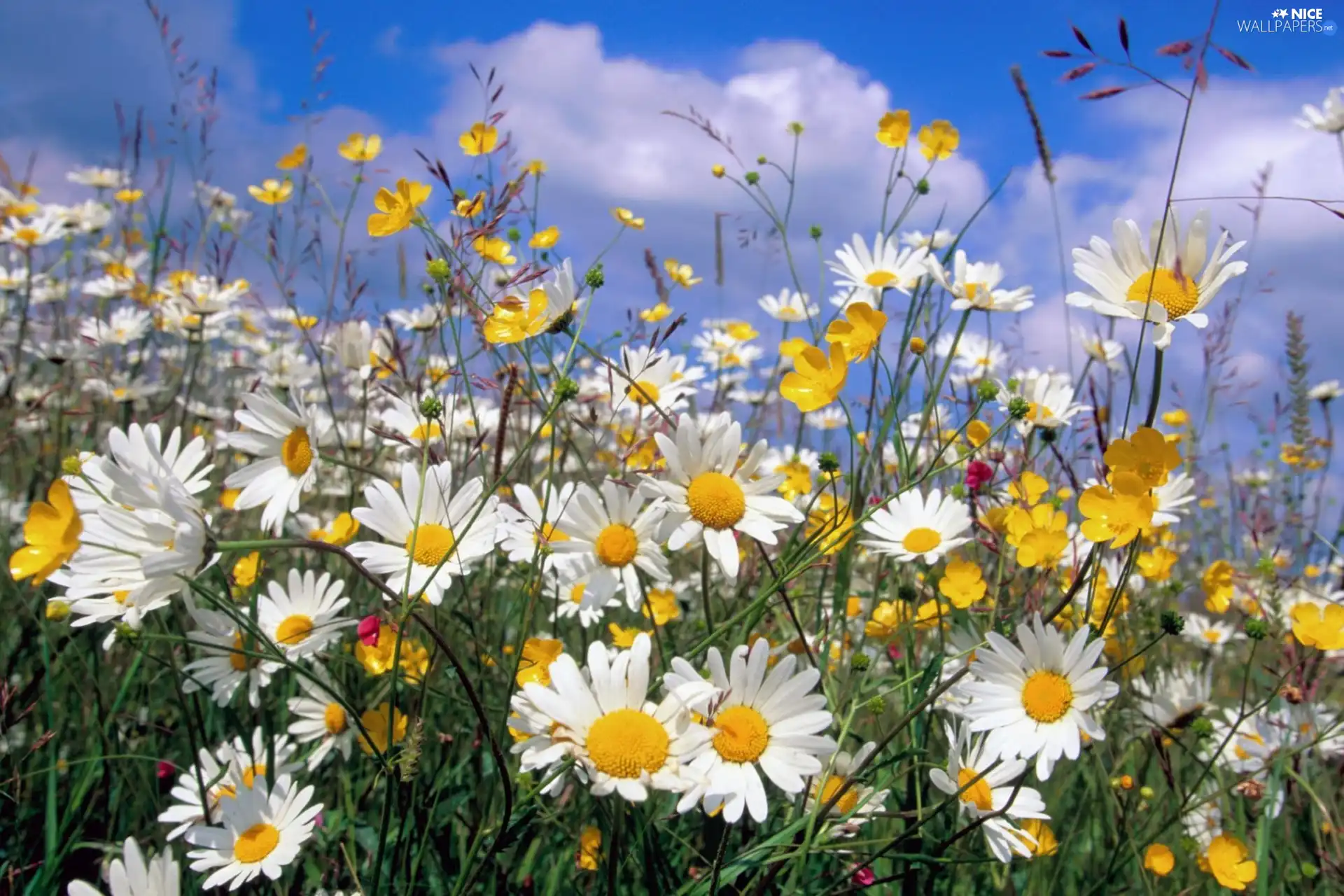 grass, Sky, Flowers