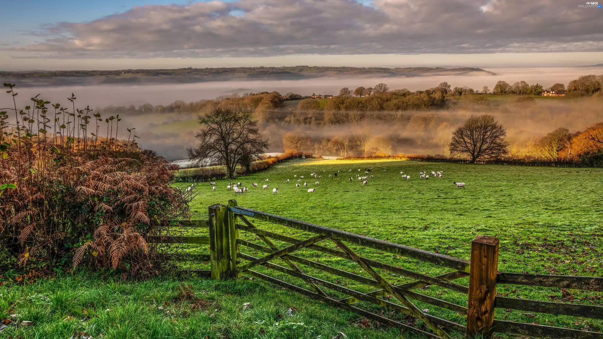 Meadow, trees, Fog, viewes, Sheep, Field, Fance, grass