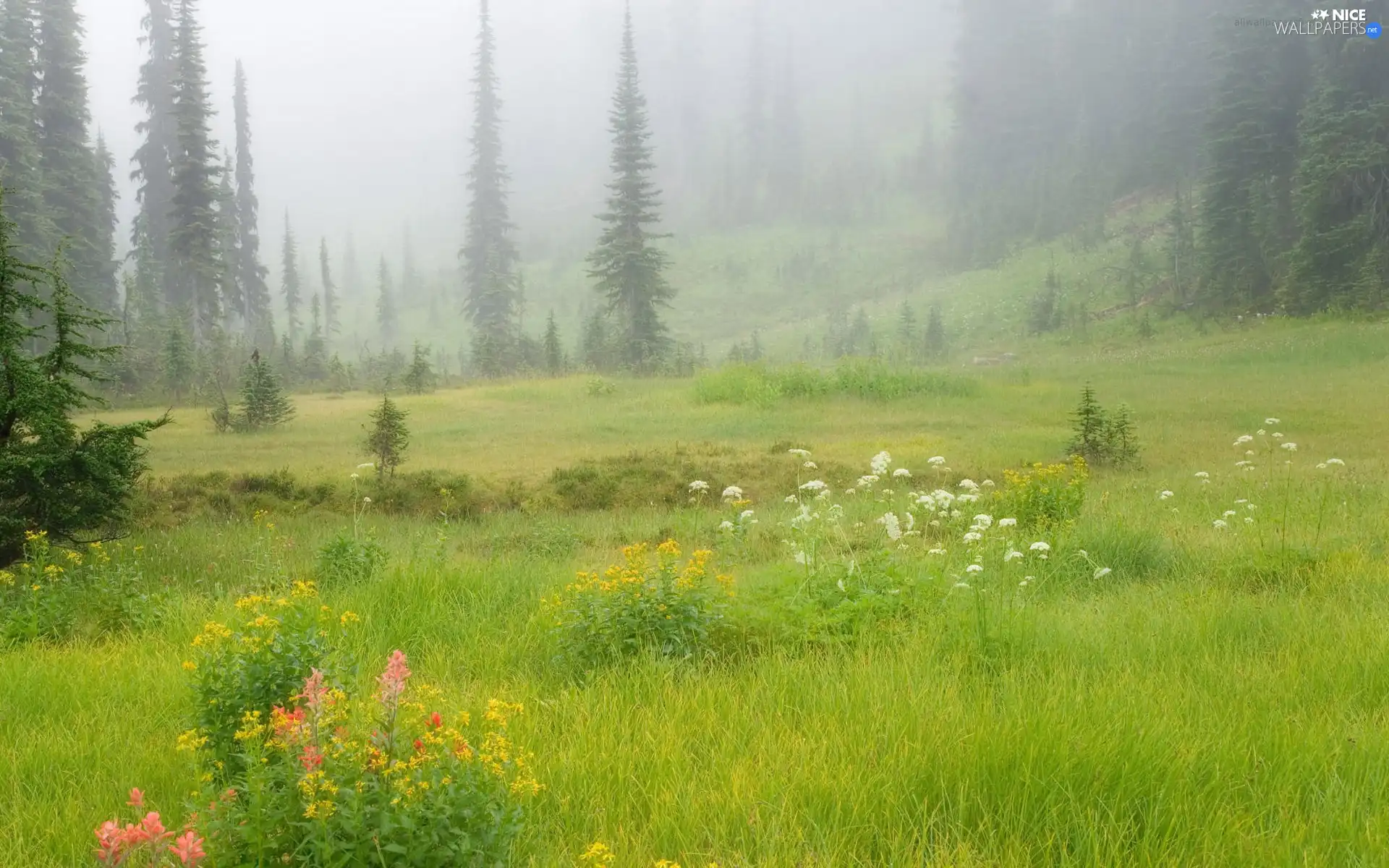 Flowers, trees, summer, viewes, Meadow, grass, Fog