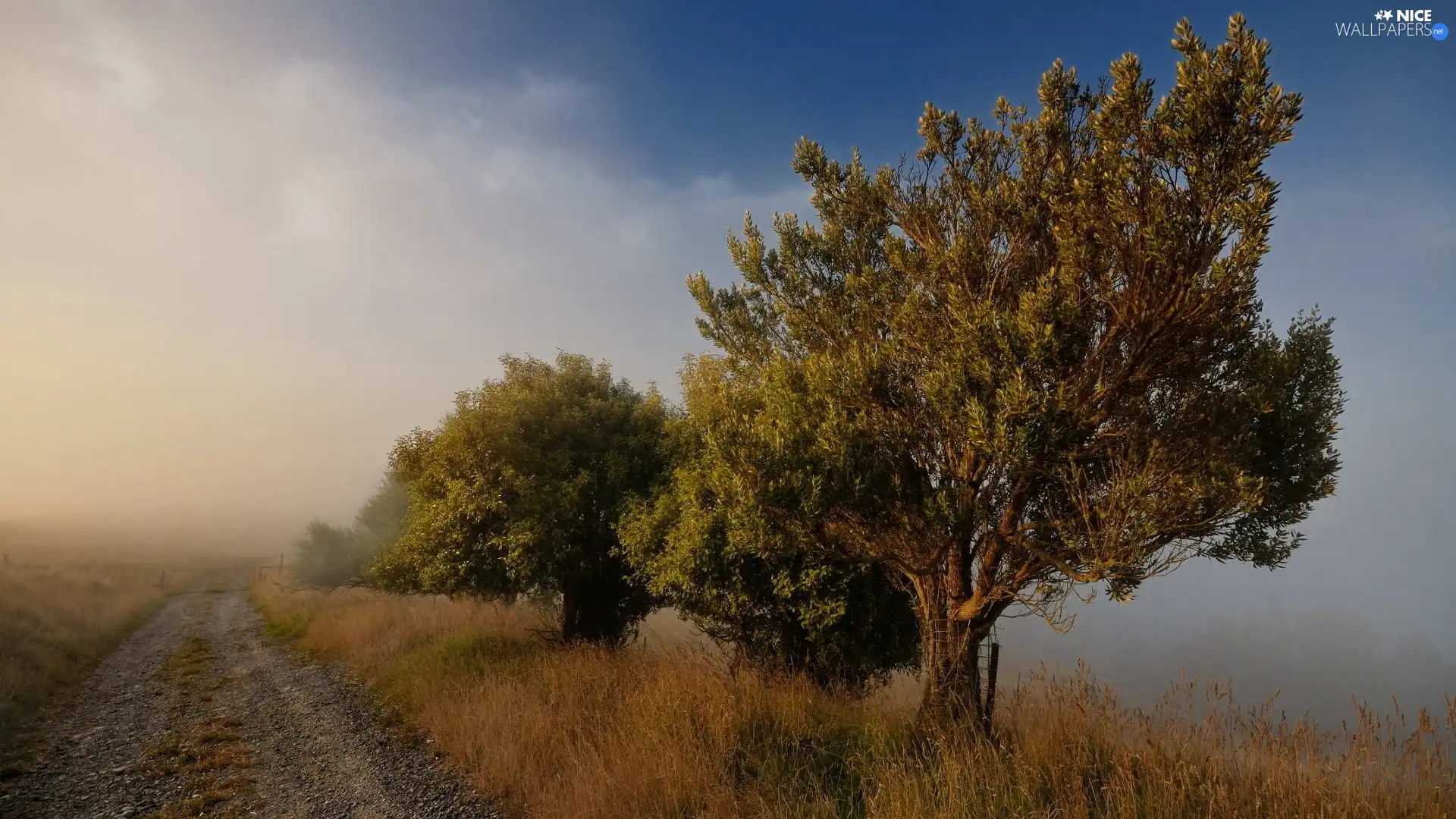 grass, Fog, trees, viewes, Way