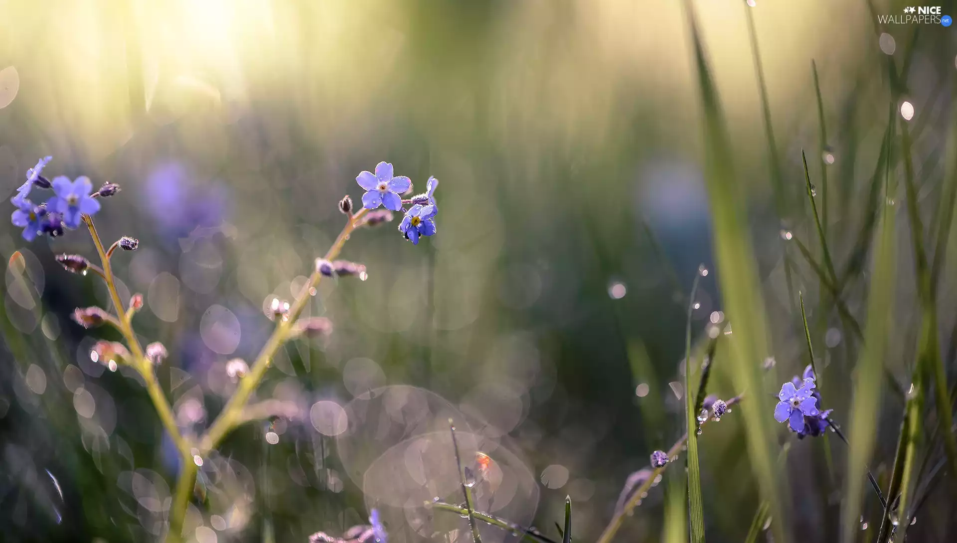 grass, Flowers, Forget