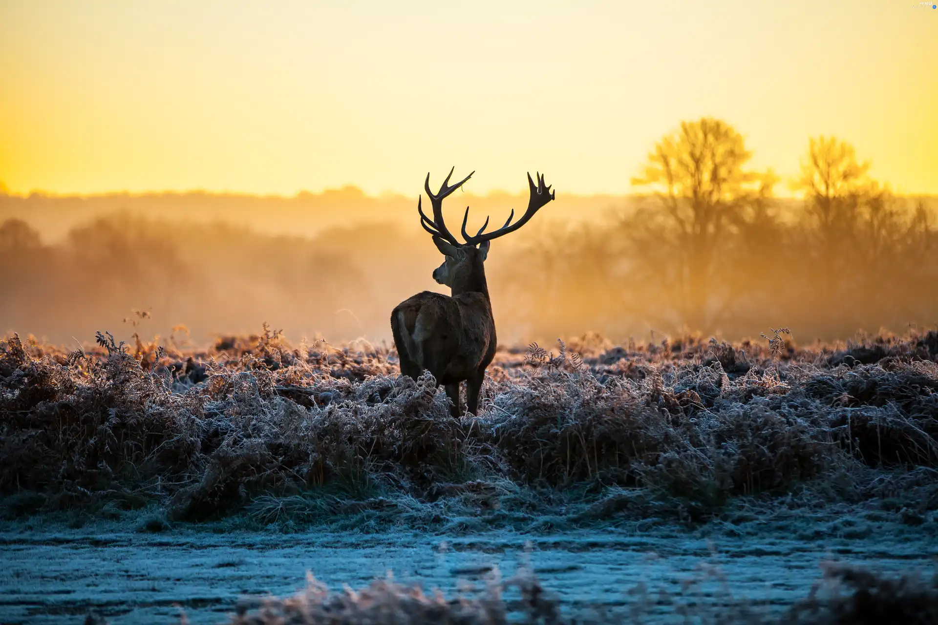 grass, deer, frosted