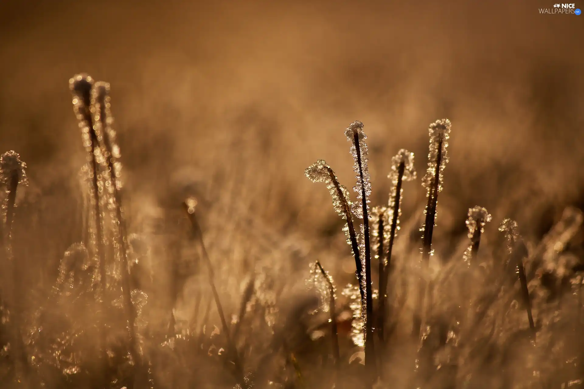 grass, Close, frosty