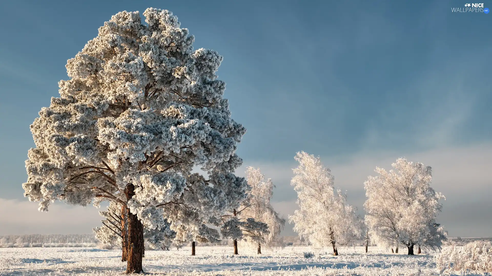 trees, winter, snow, grass, viewes, frosty
