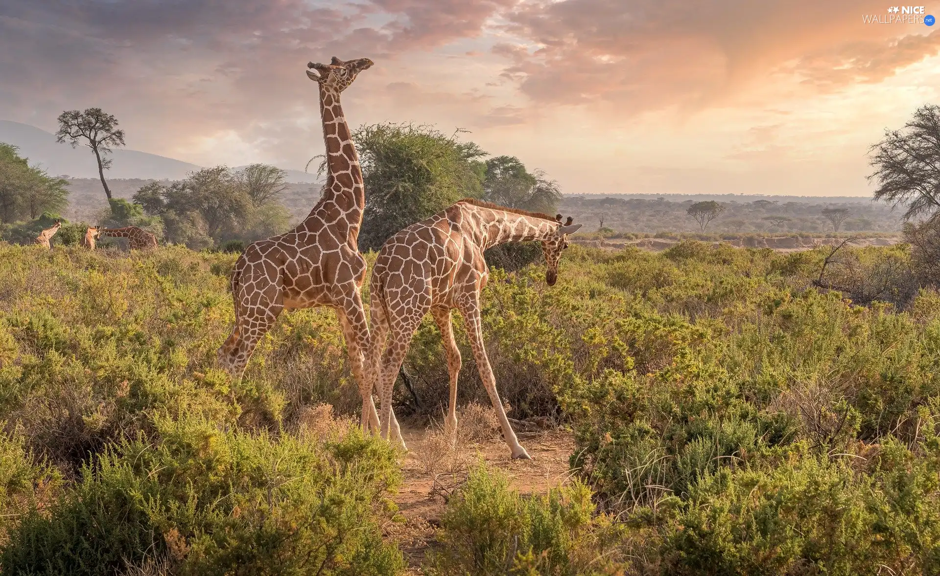 giraffe, trees, viewes, grass