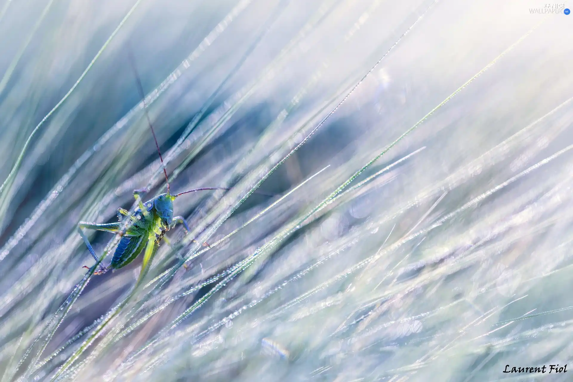 grass, Close, grasshopper