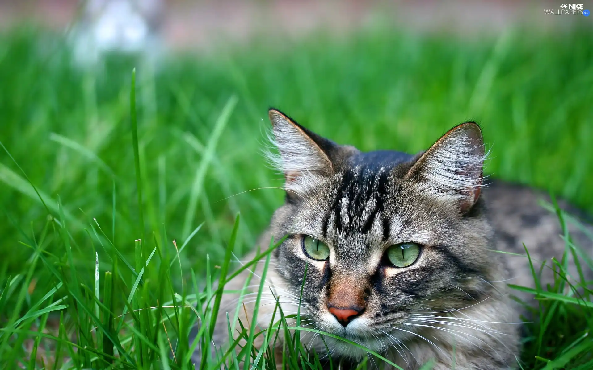 Gray, ##, grass, cat