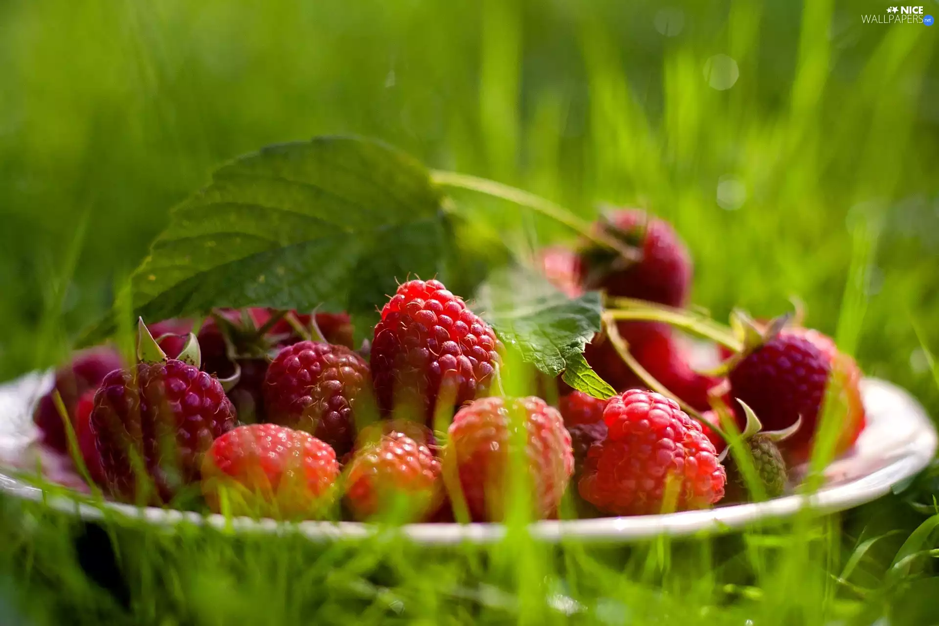 Green, plate, raspberries, grass