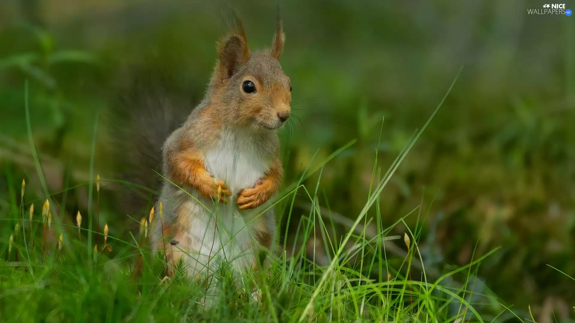 grass, squirrel, Green