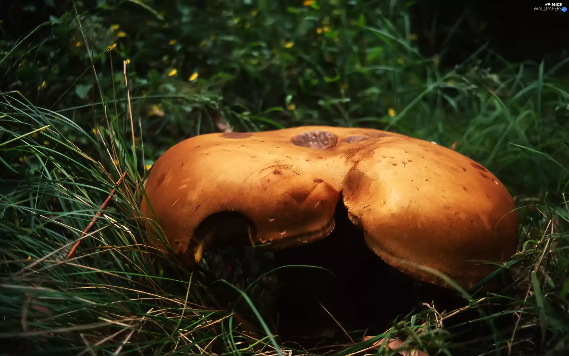 grass, Mushrooms, Hat