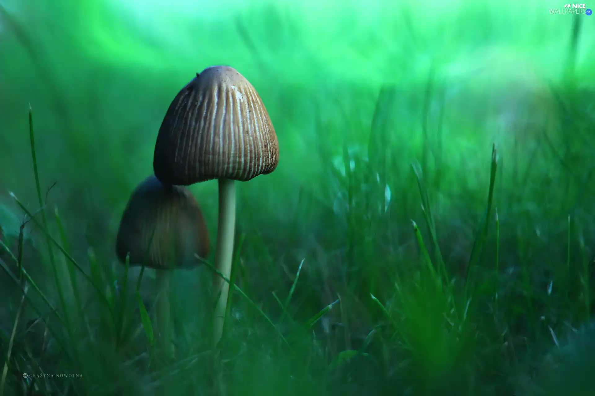 grass, mushroom, hats